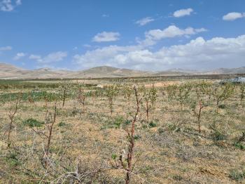 SAZLICA YENİ MAH. 4800M2 BAHÇE VE EV..