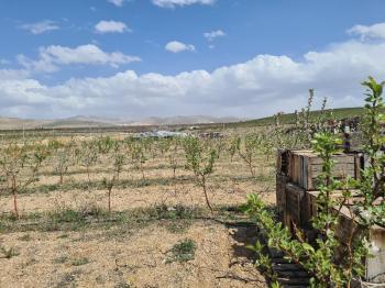 SAZLICA YENİ MAH. 4800M2 BAHÇE VE EV..