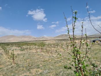 SAZLICA YENİ MAH. 4800M2 BAHÇE VE EV..