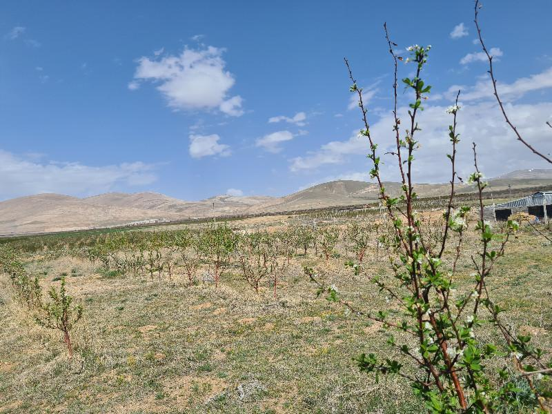SAZLICA YENİ MAH. 4800M2 BAHÇE VE EV..