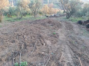 Bursa Mudanya Mirzaoba Köyünde Yatırımlık Zeytinlik