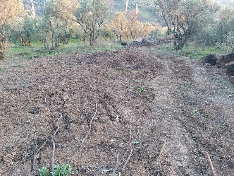 Bursa Mudanya Mirzaoba Köyünde Yatırımlık Zeytinlik