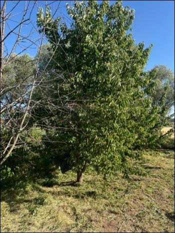 GÜVENAY - ÇORUM SARMAŞA MEVKİİ 500 M² SATILIK EVLİ HOBİ BAHÇESİ