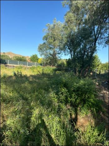 GÜVENAY - ÇORUM SARMAŞA MEVKİİ 500 M² SATILIK EVLİ HOBİ BAHÇESİ