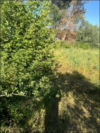 GÜVENAY - ÇORUM SARMAŞA MEVKİİ 500 M² SATILIK EVLİ HOBİ BAHÇESİ