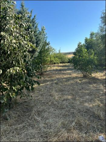 GÜVENAY - ÇORUM SARMAŞA MEVKİİ 500 M² SATILIK EVLİ HOBİ BAHÇESİ