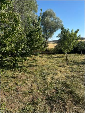 GÜVENAY - ÇORUM SARMAŞA MEVKİİ 500 M² SATILIK EVLİ HOBİ BAHÇESİ