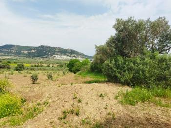 Foça Bağarası Yol Cepheli Satılık Tarla 