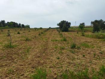 Foça Bağarası Yol Cepheli Satılık Tarla 
