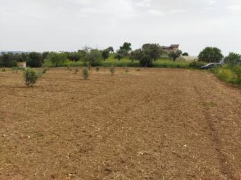Foça Bağarası Yol Cepheli Satılık Tarla 