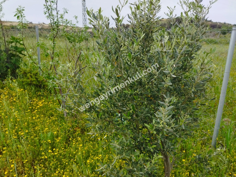 Foça Bağarası Yol Cepheli Satılık Tarla 