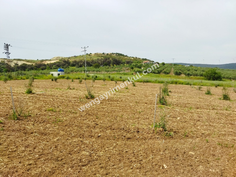 Foça Bağarası Yol Cepheli Satılık Tarla 