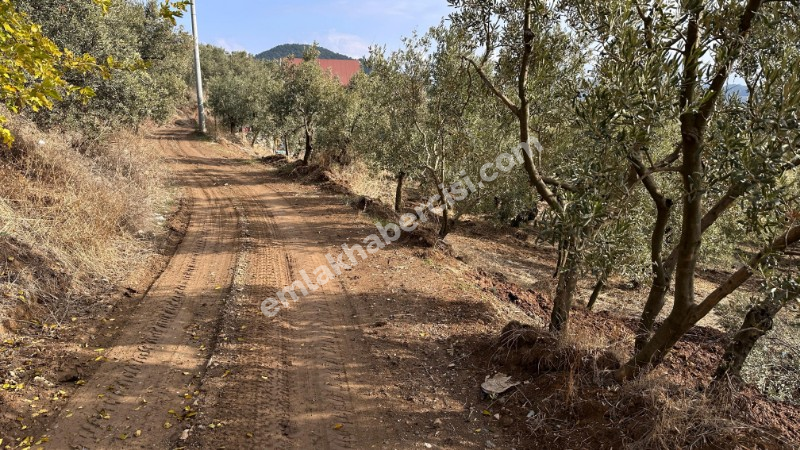 EMLAK HABERCİSİ\\\\\\\\\\\\\\\'NDEN MUDANYA ÇEPNİ\\\\\\\\\\\\\\\'DE ÇİFT RESMİ YOLU OLAN, ELEKTRİGİ ÖNÜNDE 460 M2 SATILIK ZEYTİNLİK