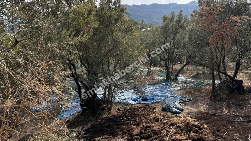 EMLAK HABERCİSİ'NDEN MUDANYA ÇEPNİ'DE ÇİFT RESMİ YOLU OLAN, ELEKTRİGİ ÖNÜNDE 460 M2 SATILIK ZEYTİNLİK