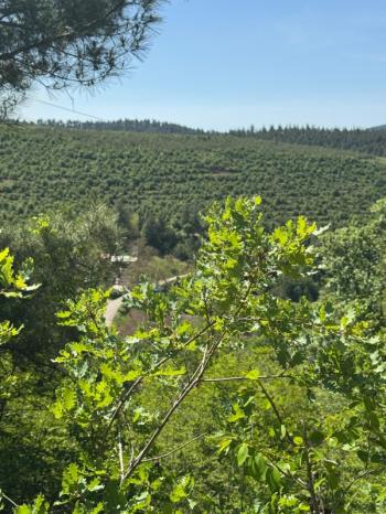 DijitalEmlak'tan Orhaneli Çınarcık köyünde Ful MAnzaralı Yola cephe 8.680 m2 Satılık Kıymetli Arazi.