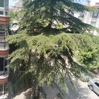 AFYON ÜÇOK EMLAKTAN CUMHURİYET MAH SATILIK ARAKAT 3+1 DAİRE