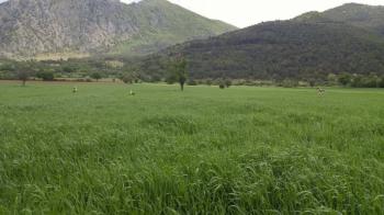 BİLECİK/GÖLPAZARI/KURŞUNLU OVASINDA SATILIK SULANABİLİR TARLA