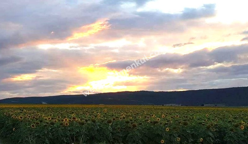 BİLECİK/GÖLPAZARI/KURŞUNLU OVASINDA SATILIK SULANABİLİR TARLA