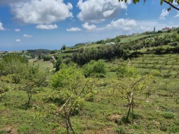 ASLAN'DAN SIRAÇ'TA MÜSTAKİL PARSEL KİVİ BAHÇESİ