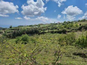 ASLAN'DAN SIRAÇ'TA MÜSTAKİL PARSEL KİVİ BAHÇESİ