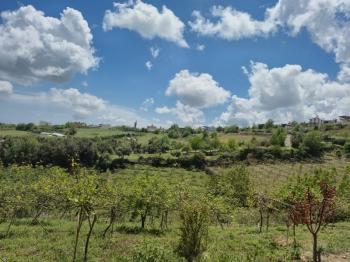 ASLAN'DAN SIRAÇ'TA MÜSTAKİL PARSEL KİVİ BAHÇESİ