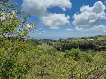 ASLAN'DAN SIRAÇ'TA MÜSTAKİL PARSEL KİVİ BAHÇESİ