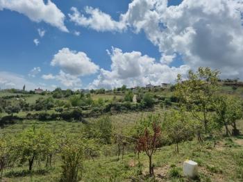 ASLAN'DAN SIRAÇ'TA MÜSTAKİL PARSEL KİVİ BAHÇESİ