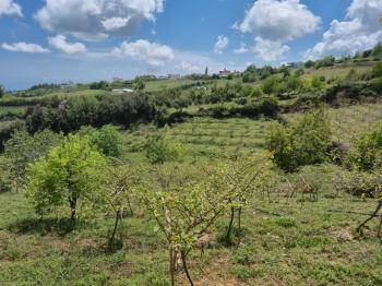 ASLAN'DAN SIRAÇ'TA MÜSTAKİL PARSEL KİVİ BAHÇESİ