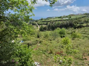 ASLAN'DAN SIRAÇ'TA MÜSTAKİL PARSEL KİVİ BAHÇESİ