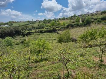 ASLAN'DAN SIRAÇ'TA MÜSTAKİL PARSEL KİVİ BAHÇESİ