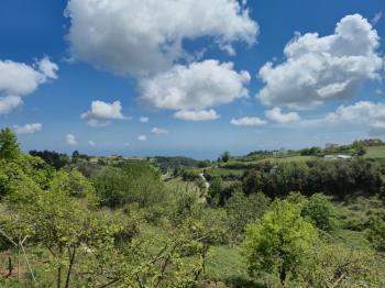 ASLAN'DAN SIRAÇ'TA MÜSTAKİL PARSEL KİVİ BAHÇESİ