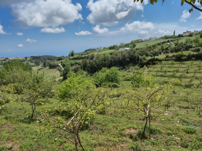 ASLAN'DAN SIRAÇ'TA MÜSTAKİL PARSEL KİVİ BAHÇESİ