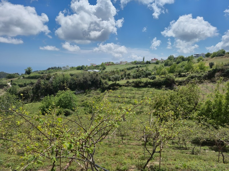 ASLAN'DAN SIRAÇ'TA MÜSTAKİL PARSEL KİVİ BAHÇESİ