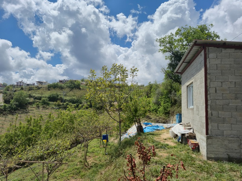 ASLAN'DAN SIRAÇ'TA MÜSTAKİL PARSEL KİVİ BAHÇESİ