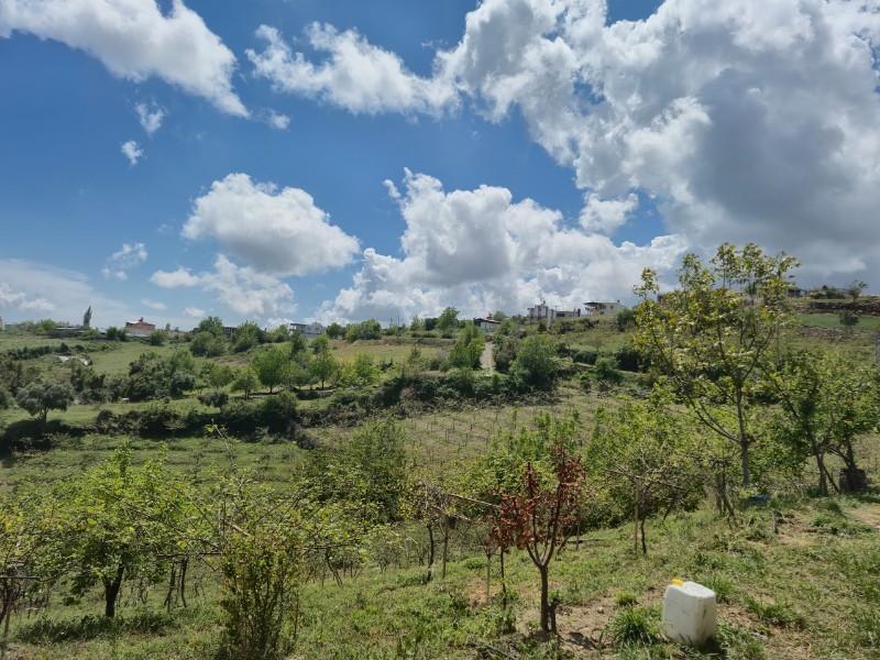 ASLAN'DAN SIRAÇ'TA MÜSTAKİL PARSEL KİVİ BAHÇESİ