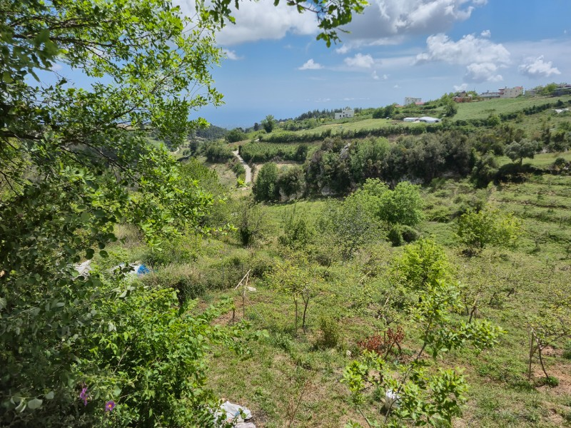 ASLAN'DAN SIRAÇ'TA MÜSTAKİL PARSEL KİVİ BAHÇESİ