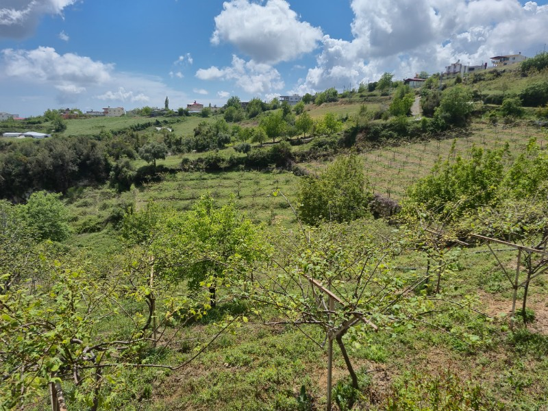 ASLAN'DAN SIRAÇ'TA MÜSTAKİL PARSEL KİVİ BAHÇESİ