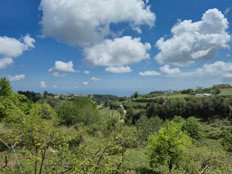 ASLAN'DAN SIRAÇ'TA MÜSTAKİL PARSEL KİVİ BAHÇESİ