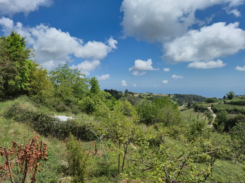 ASLAN'DAN SIRAÇ'TA MÜSTAKİL PARSEL KİVİ BAHÇESİ