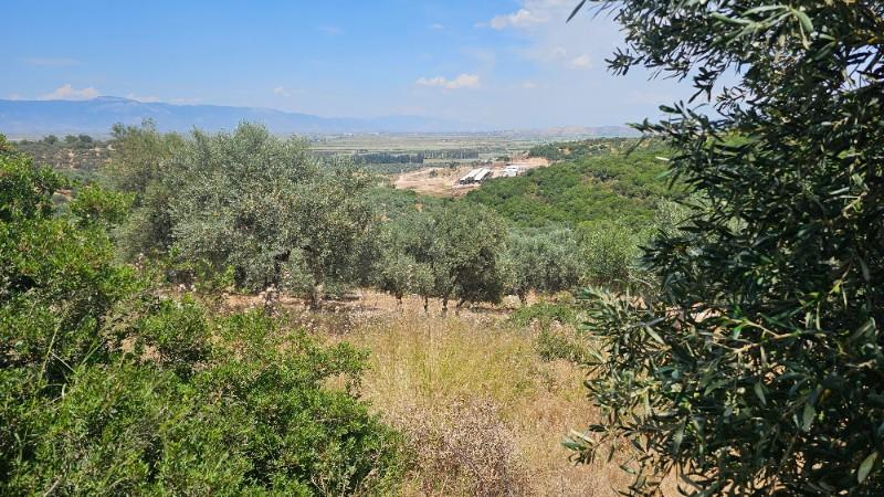 FIRSAT! İZMİR BODRUM DİDİM ANA YOLA SIFIR 1034m2 ARSA