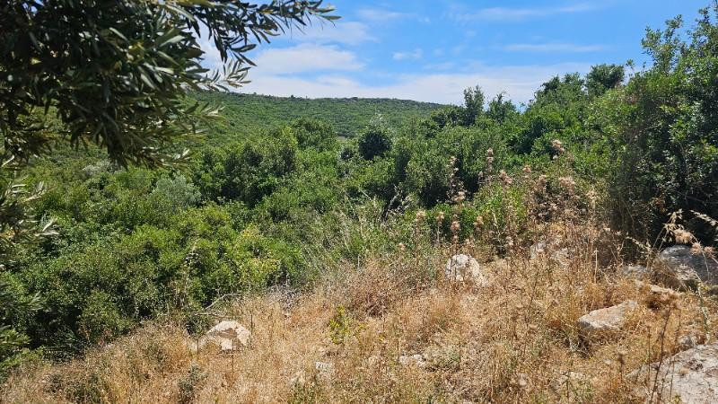 FIRSAT! İZMİR BODRUM DİDİM ANA YOLA SIFIR 1034m2 ARSA