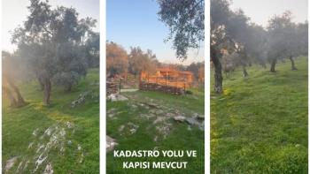 Milas'ta Bodrum Yoluna Yakın Satılık Zeytinlik