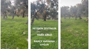 Milas'ta Bodrum Yoluna Yakın Satılık Zeytinlik