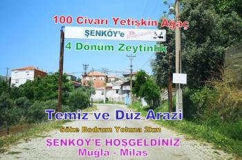 Milas'ta Bodrum Yoluna Yakın Satılık Zeytinlik