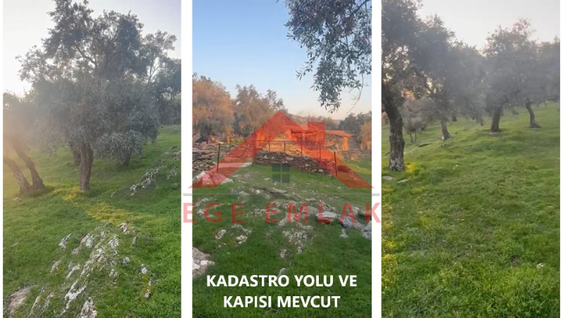 Milas'ta Bodrum Yoluna Yakın Satılık Zeytinlik