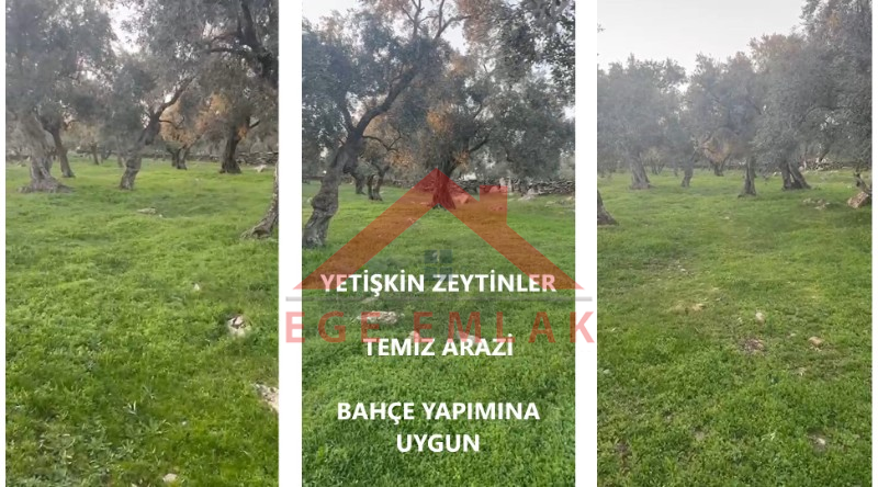 Milas'ta Bodrum Yoluna Yakın Satılık Zeytinlik