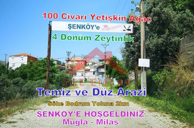 Milas'ta Bodrum Yoluna Yakın Satılık Zeytinlik