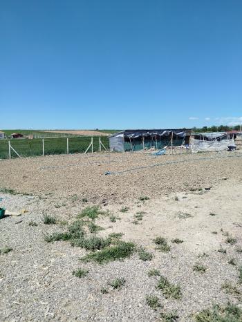 GÜVENAY - ÇORUM ÜYÜK KÖYÜ SATILIK İÇERİSİNDE 3+1 EVİ OLAN TARLA 