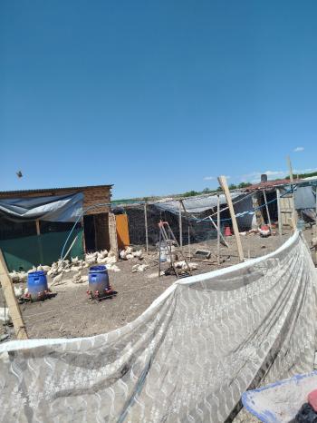 GÜVENAY - ÇORUM ÜYÜK KÖYÜ SATILIK İÇERİSİNDE 3+1 EVİ OLAN TARLA 