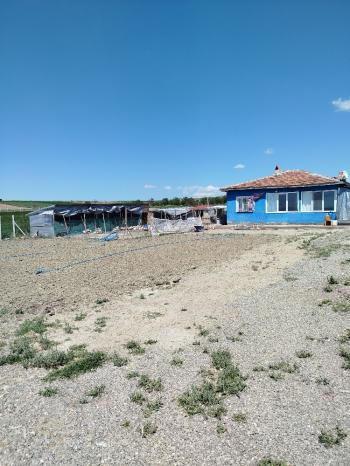 GÜVENAY - ÇORUM ÜYÜK KÖYÜ SATILIK İÇERİSİNDE 3+1 EVİ OLAN TARLA 